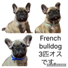 フレンチブルドッグ 子犬 探す 懐っこい可愛い! 10188