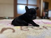 フレンチブルドッグ 子犬 探す すんの短い可愛いフレ... 10191