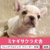 フレンチブルドッグ 子犬 探す パパはアメリカチャン... 10192