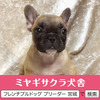 フレンチブルドッグ 子犬 探す パパはアメリカチャン... 10193