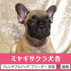 フレンチブルドッグ 子犬 探す パパはアメリカチャン... 10194