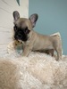フレンチブルドッグ 子犬 探す ぶびっとプリティーな... 10195
