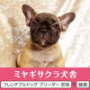 フレンチブルドッグ 子犬 探す パパはアメリカチャン... 10196