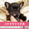 フレンチブルドッグ 子犬 探す ☆良血統のプリンセス... 10197