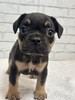 フレンチブルドッグ 子犬 探す チョコレート&タ... 10200