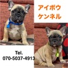 フレンチブルドッグ 子犬 探す 可愛いコンパクトな男... 10203