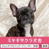 フレンチブルドッグ 子犬 探す 良血統☆ブリンドルの... 10207