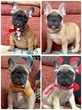 フレンチブルドッグ 子犬 探す Perfect フレンチブル... 10208