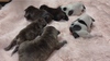 フレンチブルドッグ 子犬 探す 7兄妹です 10223