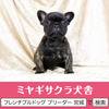 フレンチブルドッグ 子犬 探す パパはJKCチャンピオ... 10224