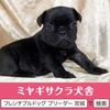 フレンチブルドッグ 子犬 探す パパはJKCチャンピオ... 10225