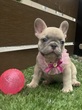 フレンチブルドッグ 子犬 探す ムチコロのレアカラー... 10226