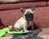 フレンチブルドッグ 子犬 探す 可愛い健康なフレンチ... 10228