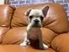 フレンチブルドッグ 子犬 探す とても可愛いフレンチ... 10229