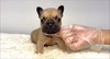 フレンチブルドッグ 子犬 探す フォーンの男の子!! 10236