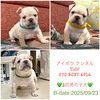 フレンチブルドッグ 子犬 探す 件名なし 子犬販売の... 10237