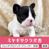 フレンチブルドッグ 子犬 探す パパはJKCチャンピオ... 10240