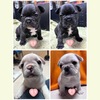 フレンチブルドッグ 子犬 探す KM コロコロした可... 10241