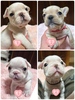 フレンチブルドッグ 子犬 探す 可愛いクリーム5兄妹 10243