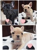 フレンチブルドッグ 子犬 探す ☆可愛い3匹です☆ 10246