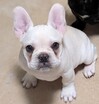 フレンチブルドッグ 子犬 探す 可愛いフレブル!見学... 10247