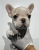 フレンチブルドッグ 子犬 探す クリーム 女の子 10248