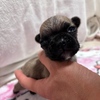 フレンチブルドッグ 子犬 探す 小柄なフォーン男の子 10250
