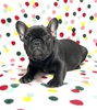 フレンチブルドッグ 子犬 探す 【訳あり】ブラックブ... 10252