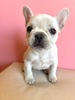 フレンチブルドッグ 子犬 探す クリーム男の子 10258