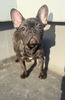 フレンチブルドッグ 子犬 探す ブリンドル女の子生後... 10259