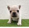 フレンチブルドッグ 子犬 探す つぶらな瞳が印象的な... 10266