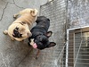 フレンチブルドッグ 子犬 探す 停留睾丸です。 10267