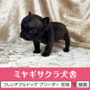 フレンチブルドッグ 子犬 探す パパはJKCチャンピオ... 10272