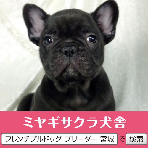 アメリカチャンピオン直子 訳あり No 9174 フレンチブルドッグ 犬の出産情報 子犬販売 Dogoo Com