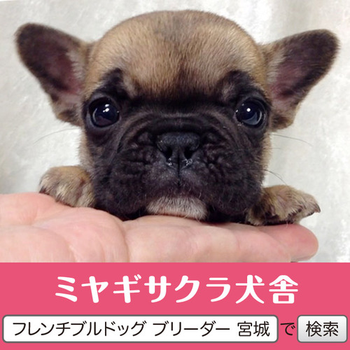 アメリカCH直娘☆　フォーンの小さなお姫様☆ 犬の販売 9417