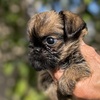 ブリュッセル・グリフォン 子犬 探す ブリュッセル、プチブ... 2418