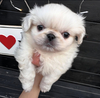 ペキニーズ 子犬 探す 超絶可愛いペキくん♪ 2859