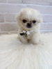ペキニーズ 子犬 探す 癒し系な女の子。お迎... 2862