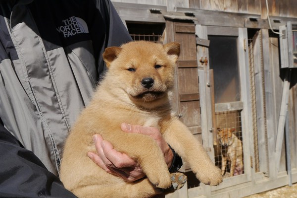 飼い主さん決定しました 有難うございました No 462 北海道犬 子犬販売 犬の出産情報 Dogoo Com