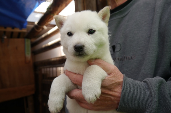飼い主さんが決定しました 有難うございました No 470 北海道犬 犬の出産情報 子犬販売 Dogoo Com