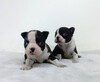 ボストンテリア 子犬 探す ボストンテリアの子犬 3946