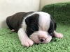 ボストンテリア 子犬 探す ずんぐりむっくりな可... 3950