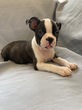 ボストンテリア 子犬 探す 可愛い兄弟のボストン... 3951
