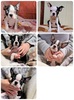 ボストンテリア 子犬 探す ボストンテリア 御家... 3953