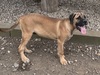 マスティフ 子犬 探す イタリアンコルソドッ... 290