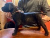 マスティフ 子犬 探す 希少犬プレサカナリオ... 293