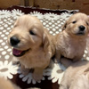 ゴールデン・レトリーバー 探す 販売 p15078 可愛いいゴールデン沢...