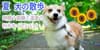 夏の犬の散歩、時間は?行かない?