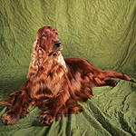 アイリッシュ・セッター 犬種　の画像