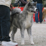 秋田犬 犬種の画像